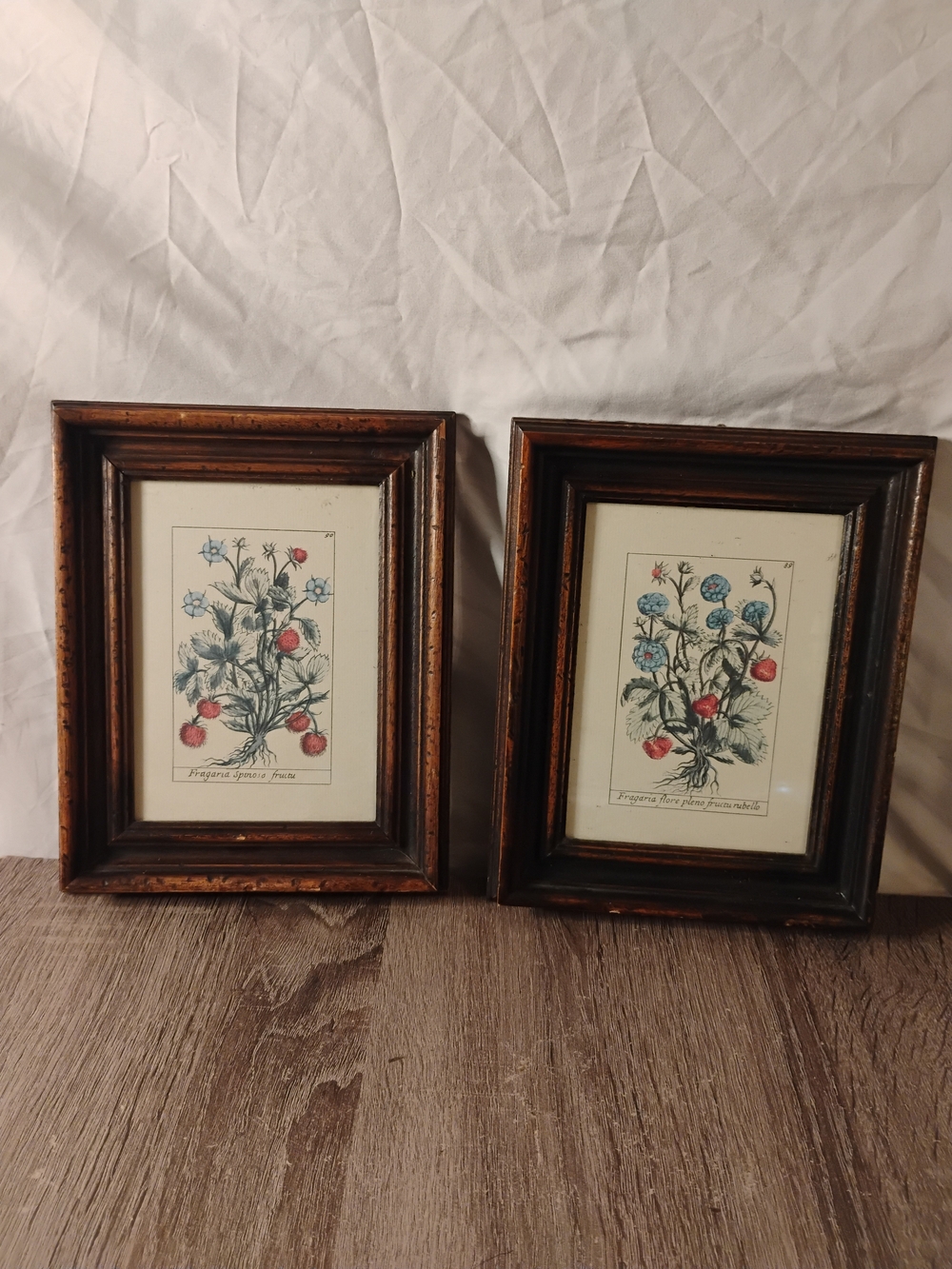 Vintage Framed Botanical Art Print Set